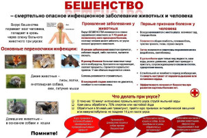 бЕШЕНСТВО-СМЕРТЕЛЬНО ОПАСНОЕ ИНФЕКЦИОННОЕ ЗАБОЛЕВАНИЕ ЖИВОТНЫХ И ЧЕЛОВЕКА бЕШЕНСТВО-СМЕРТЕЛЬНО ОПАСНОЕ ИНФЕКЦИОННОЕ ЗАБОЛЕВАНИЕ ЖИВОТНЫХ И ЧЕЛОВЕКА.